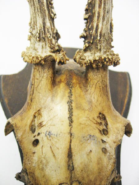 Roebuck Antlers Mounted, - 2