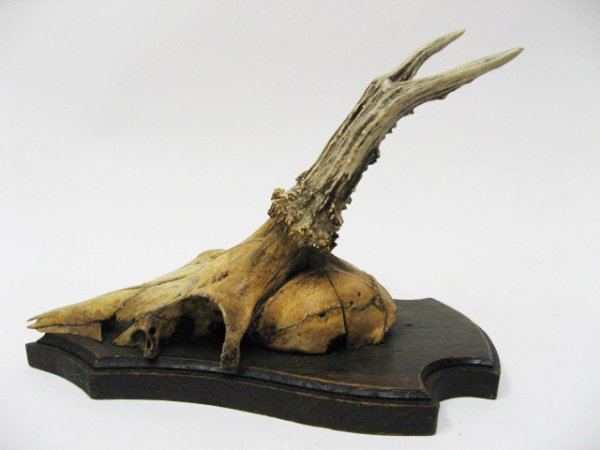 Roebuck Antlers Mounted, - 3
