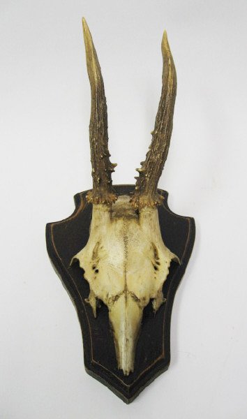 Roebuck Antlers Mounted,