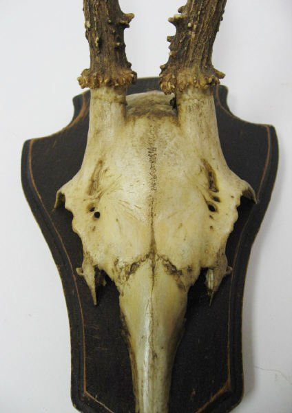 Roebuck Antlers Mounted, - 2