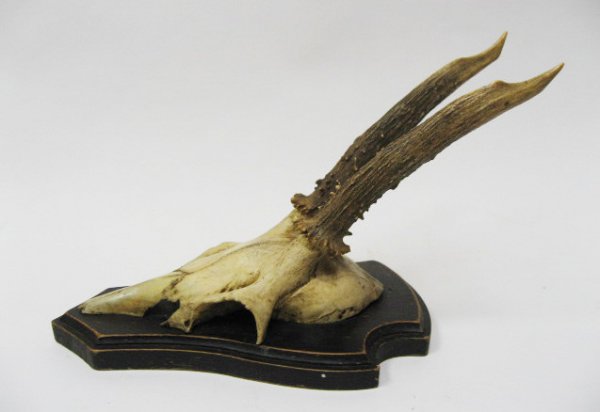 Roebuck Antlers Mounted, - 3