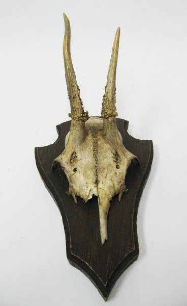 Roebuck Horns Mounted,