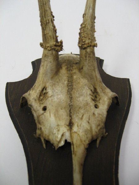 Roebuck Horns Mounted, - 2