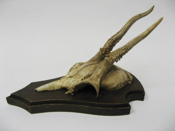 Roebuck Horns Mounted, - 3