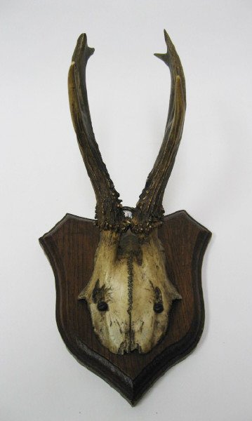 Roebuck Antlers Mounted,
