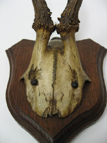 Roebuck Antlers Mounted, - 2