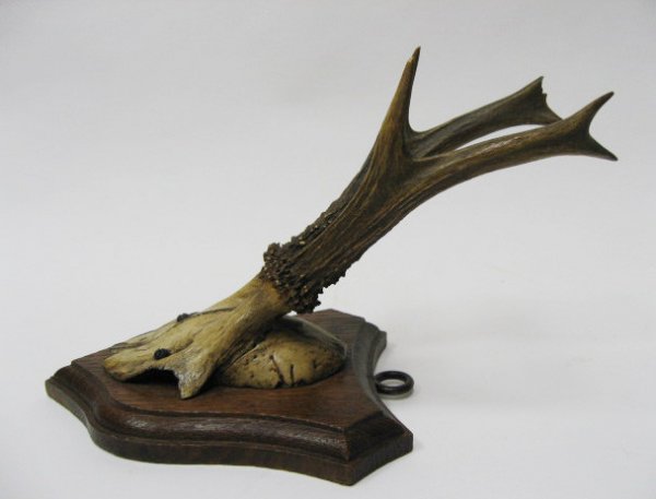 Roebuck Antlers Mounted, - 3