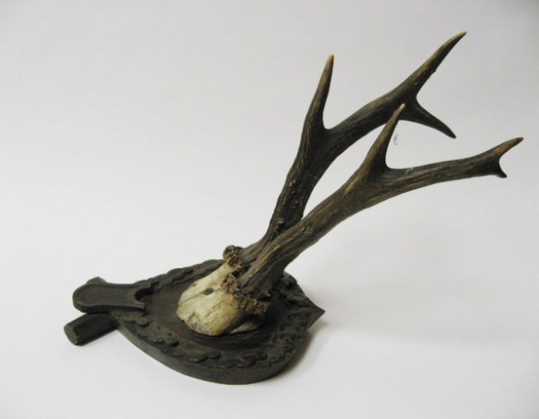 Roebuck Horns Mounted on Folk Art Plaque, - 2