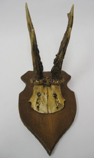 Roebuck Horns Mounted,