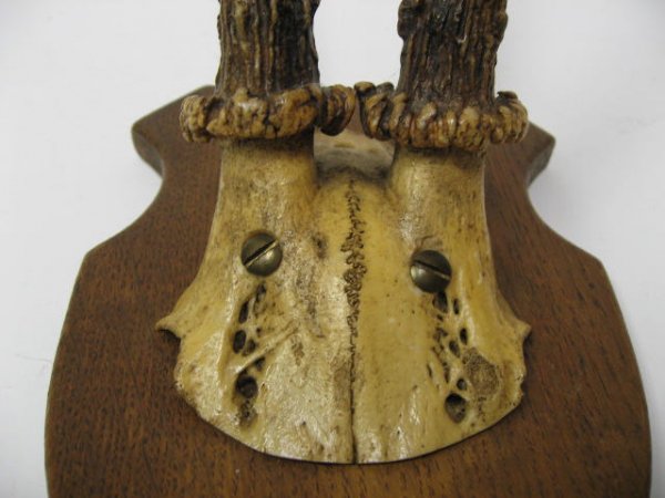 Roebuck Horns Mounted, - 2