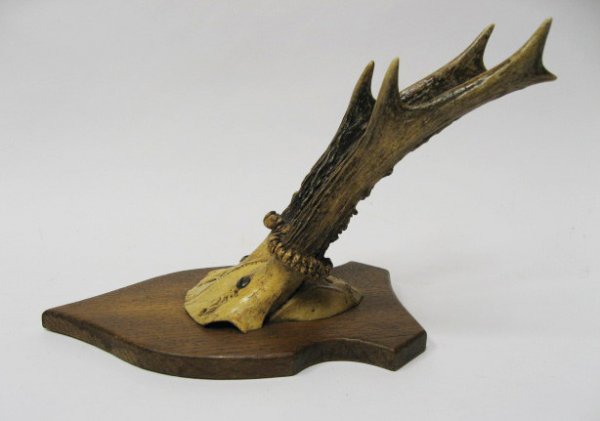 Roebuck Horns Mounted, - 3