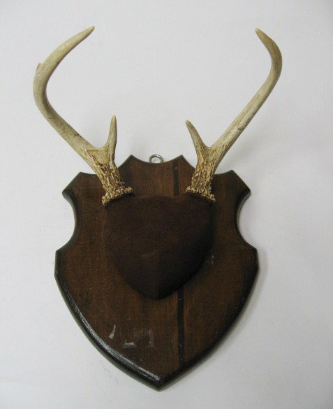Pair Mounted Antlers, 11" H