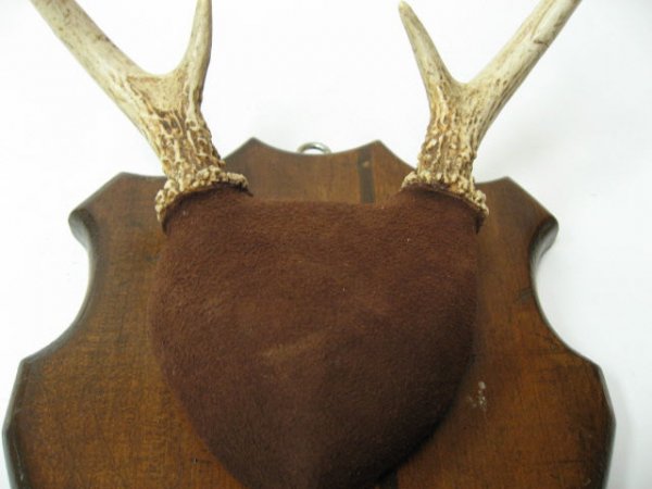 Pair Mounted Antlers, 11" H - 2