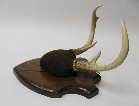Pair Mounted Antlers, 11" H - 3