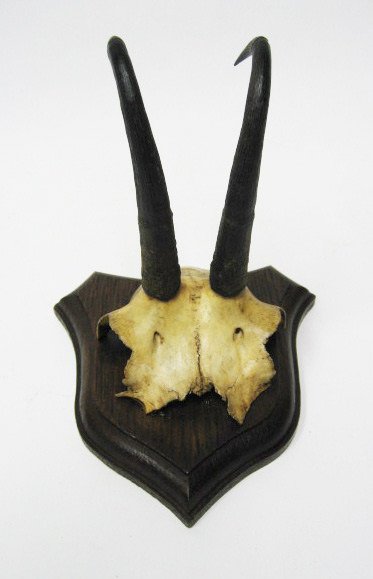Antelope Horns Mounted,