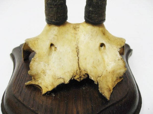 Antelope Horns Mounted, - 2