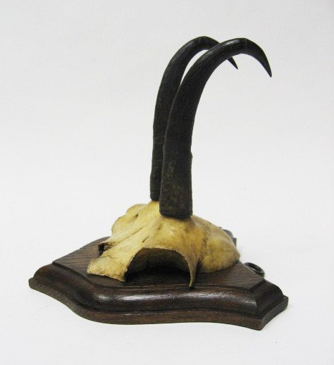 Antelope Horns Mounted, - 3