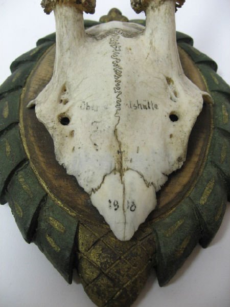 Pair Roebuck Antlers Mounted dated 1918, - 2