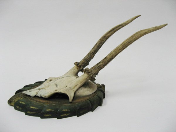 Pair Roebuck Antlers Mounted dated 1918, - 3