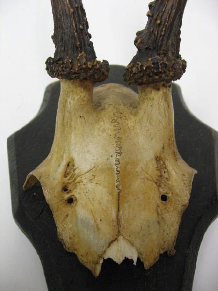Roebuck Horns Mounted, - 2