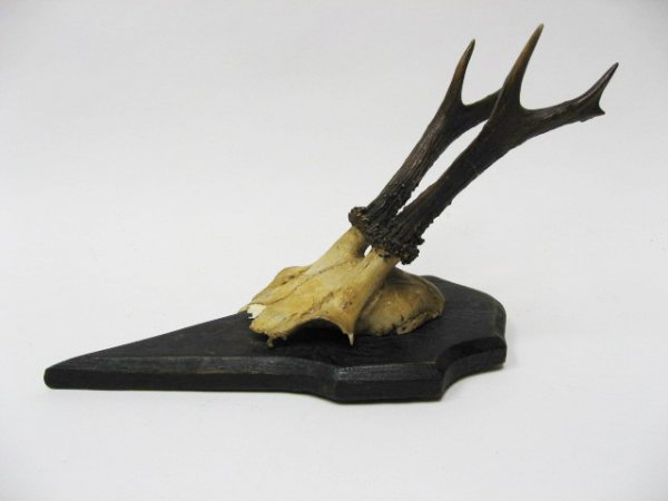 Roebuck Horns Mounted, - 3
