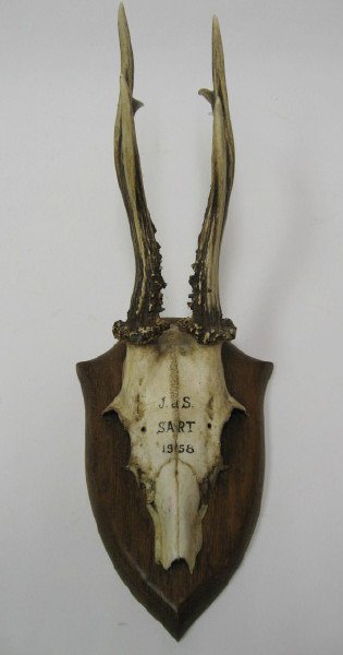 Roebuck Horns, mounted, dated 1958