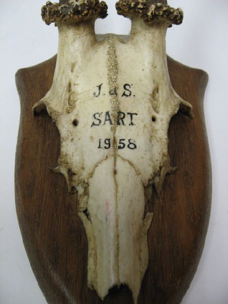 Roebuck Horns, mounted, dated 1958 - 2