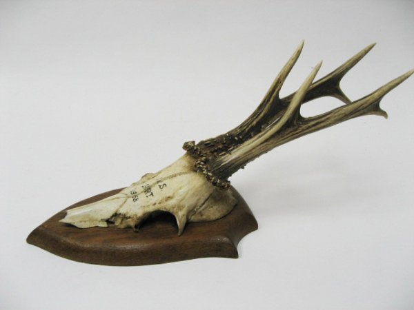 Roebuck Horns, mounted, dated 1958 - 3