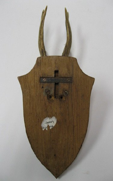 Roebuck Horns, mounted, dated 1958 - 4
