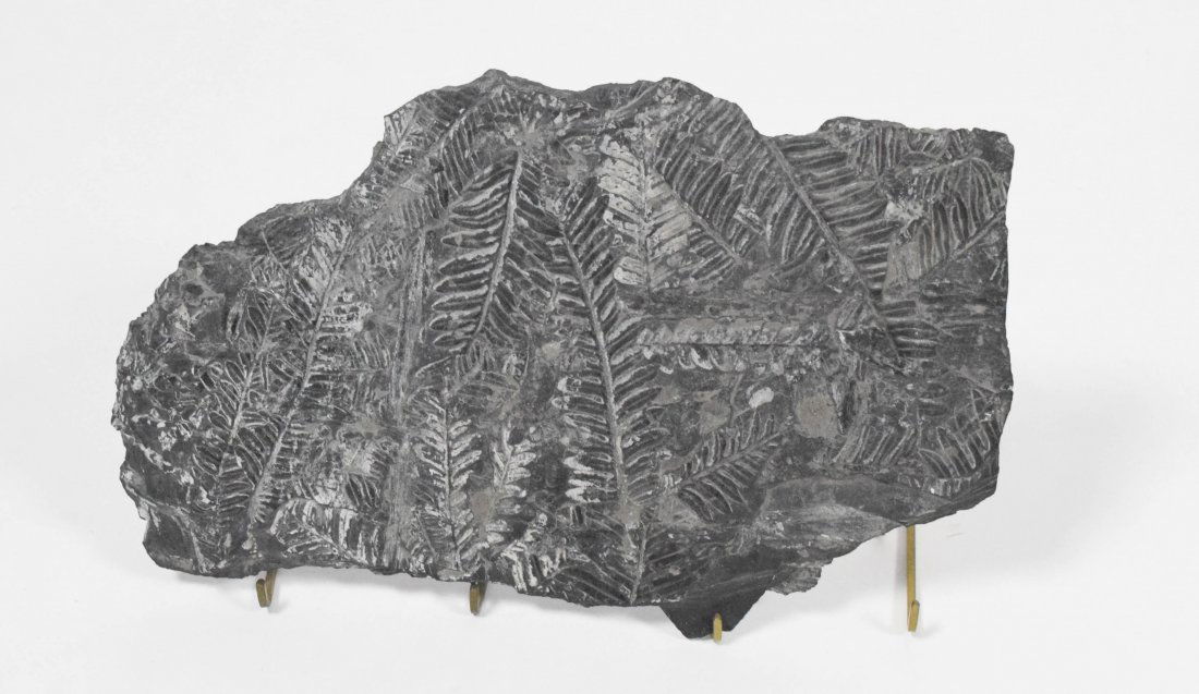 Fossil Fern Plate (1 of 6)