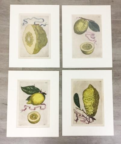 4 Giovanni Battista Ferrari Copperplate Engravings (1 of 17)