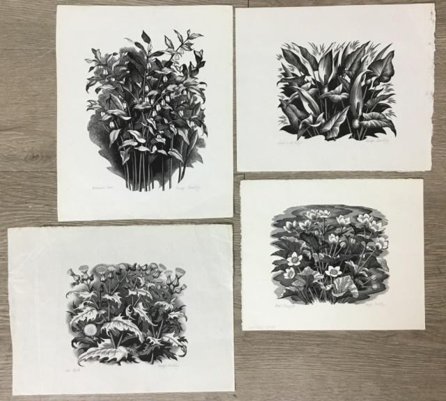4 George Mackley Wood Engravings of Flowers: George Mackley (English, 1900-1983). All signed and titled in pencil. Marsh Marigolds, 7 1/2" x 9"; Solomon's Seal, 10 1/2" x 8 3/4"; Jack-in-the-Pulpit, 8 1/4" x 9 3/4"; Sow Thistle, 8 1/4" x 10 3/4"