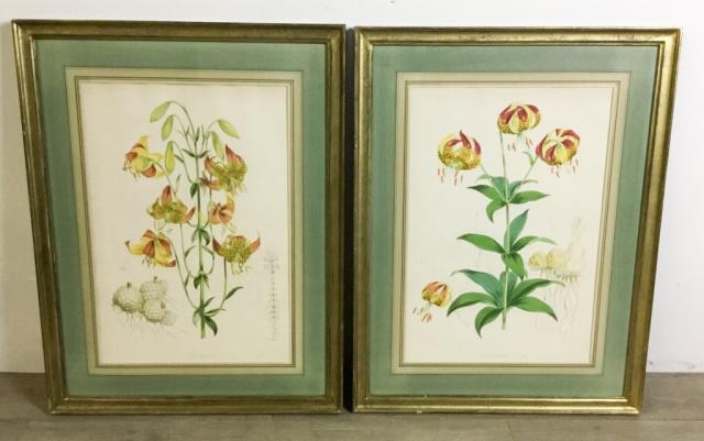 2 Walter Hood Fitch Botanical Lithographs: Walter Hood Fitch (Scottish, 1817-1892). Two lithograph plates from Henry John Elwes's A monograph of the genus Lilium. Lilium Californicum and Lilium pardalinum, both with info and additional associa