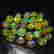 item-70331011=1