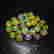 item-70331011=2