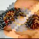 47.56 Ct Natural Ammonite Cab - Antique Piece