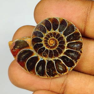 47.56 Ct Natural Ammonite Cab - Antique Piece