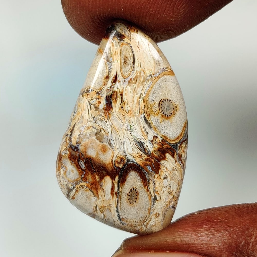 11.14 Ct Natural Petrified Wood Agate Fancy Cab (1 of 2)