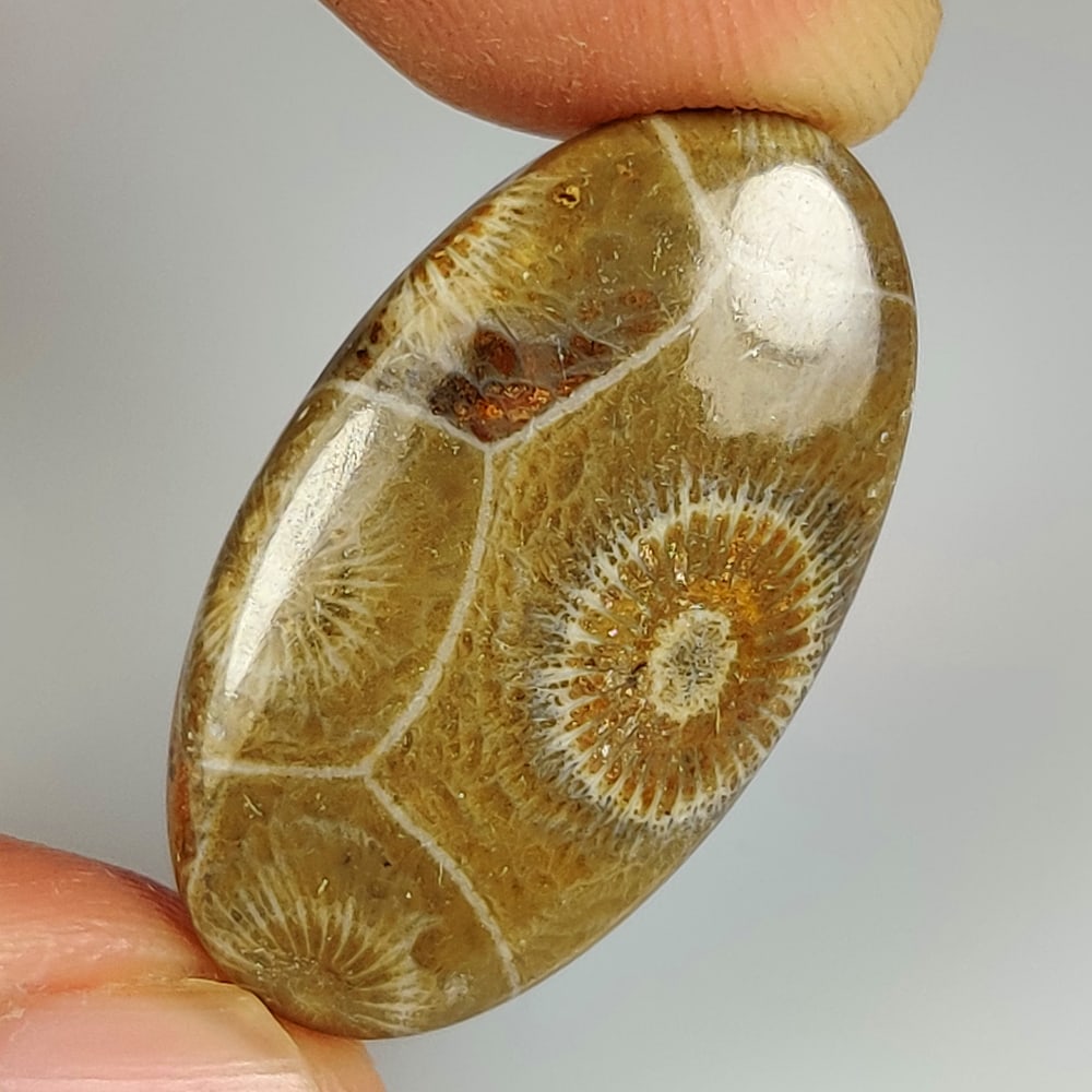 15.43 Ct Natural Fossil Coral Oval Cab: weight - 15.43 Ct / Size - 29.00 x 15.70 x 4.00 mm / Shape - Excellent Oval Cab / Origin - Brazil / Treatment - None