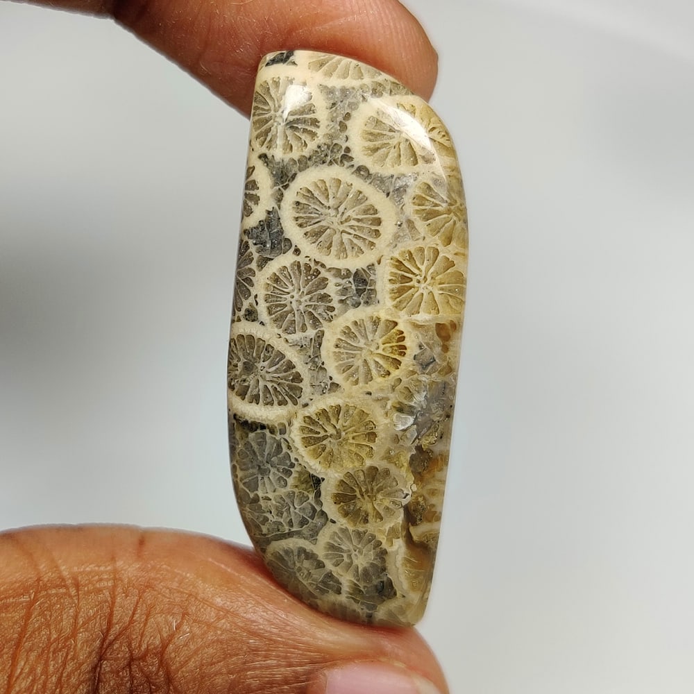 25.48 Ct Natural Fossil Coral Fancy Cab: weight - 25.48 Ct / Size - 35.00 x 13.50 x 5.70 mm / Shape - Excellent Fancy Cab / Origin - Madagascar / Treatment - None