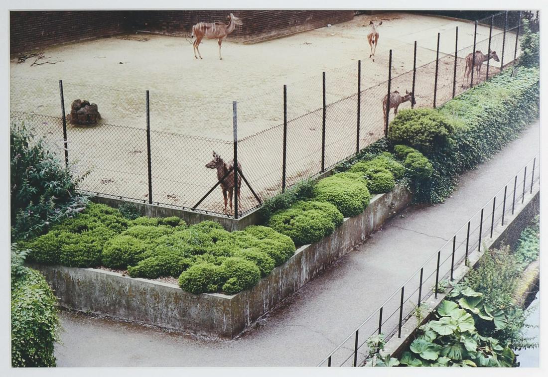Candida Höfer, Zoologischer Garten London II, C-Print,: Zoological Garden London II. C-Print. Edition 2/6. 41 x 51.5 cm. Numbered, dated and signed on verso bottom: 2/6 Zoologischer Garten London II 1992 Candida Höfer. Framed behind glass in passepartout.