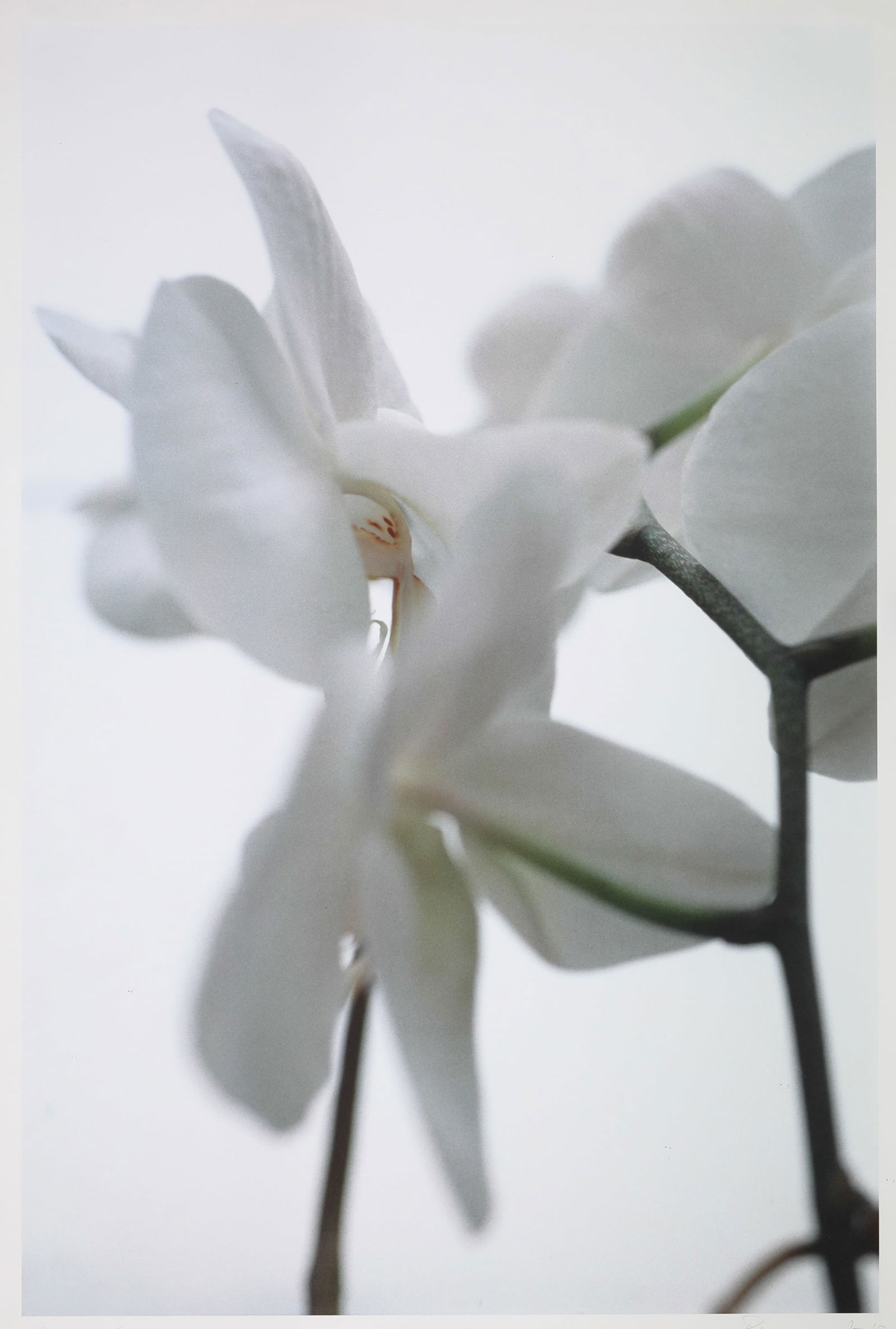 Thomas Florschuetz*, Untitled (Orchids), 2000: Thomas Florschuetz*, (*1957) Untitled (Orchids) II, 2000. Iris print on paper (giclée print). 113 x 75 cm. Inscribed, numbered, signed and dated at the bottom: O. T. (Orchideen) II 5/40 Florsch
