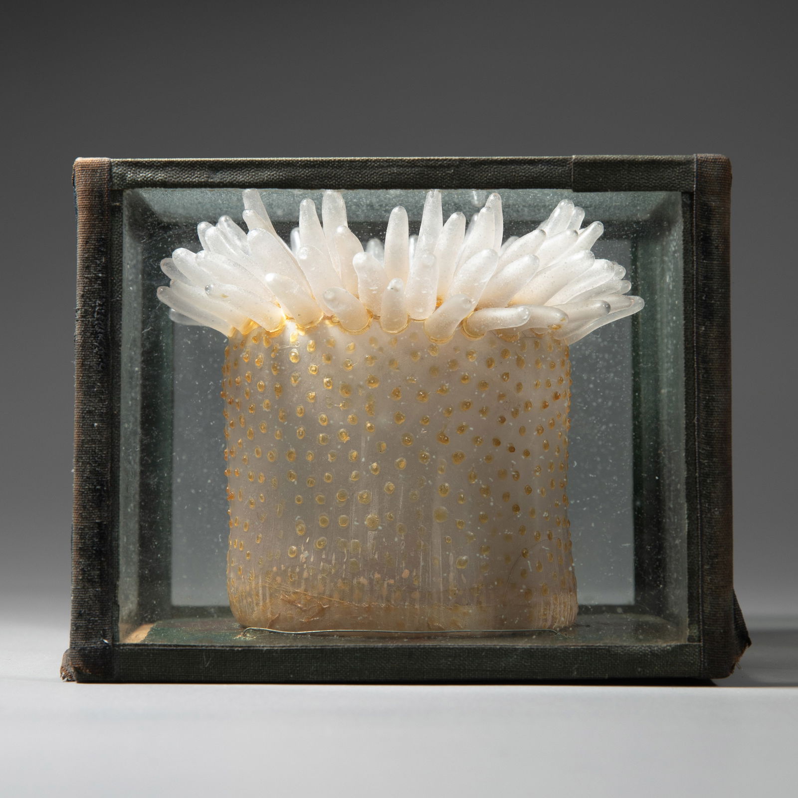 Leopold and Rudolf Blaschka, Glass model sea anemone, around 1870 (1 of 9)