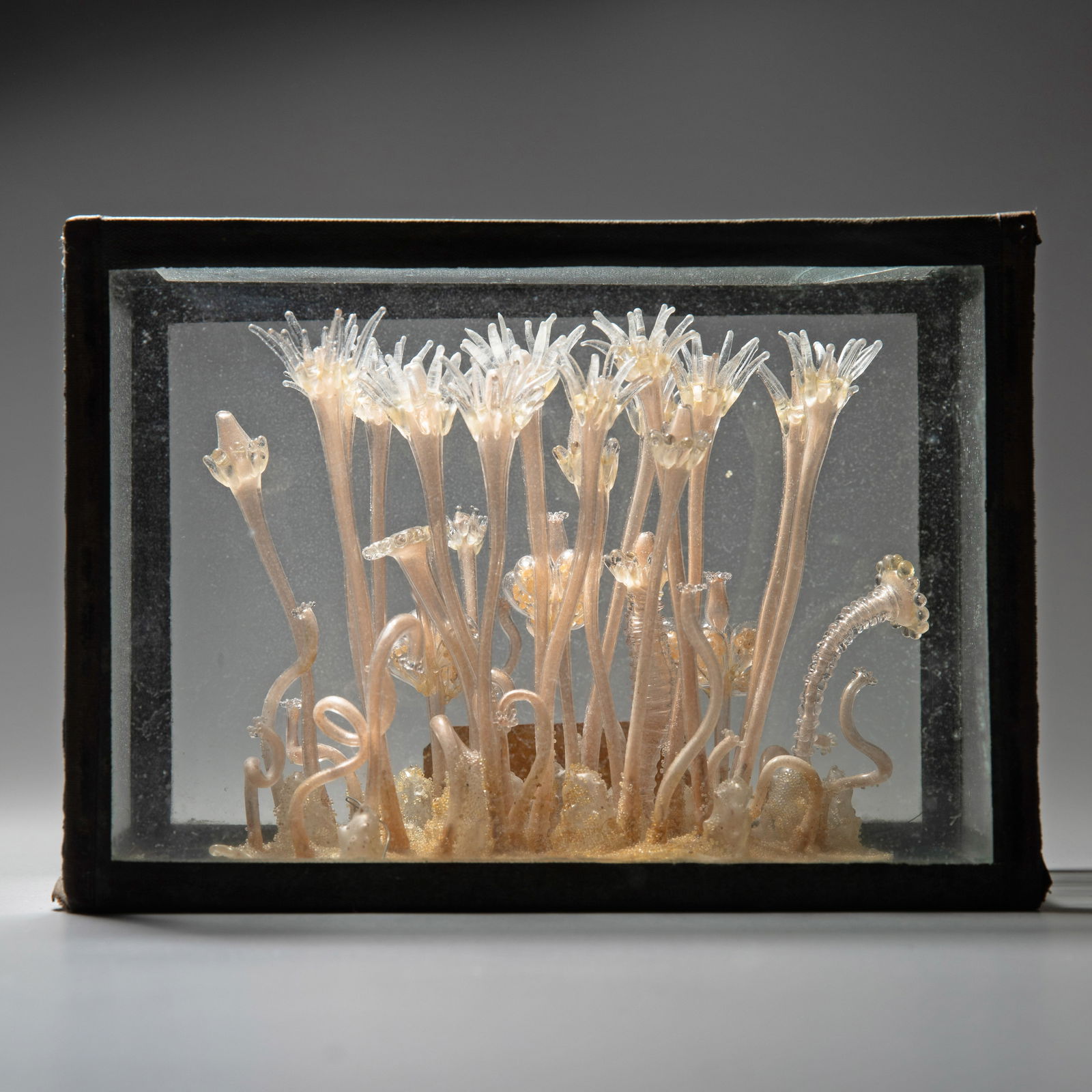Leopold and Rudolf Blaschka, Glass model of a stinging polyp, around 1870 (1 of 7)