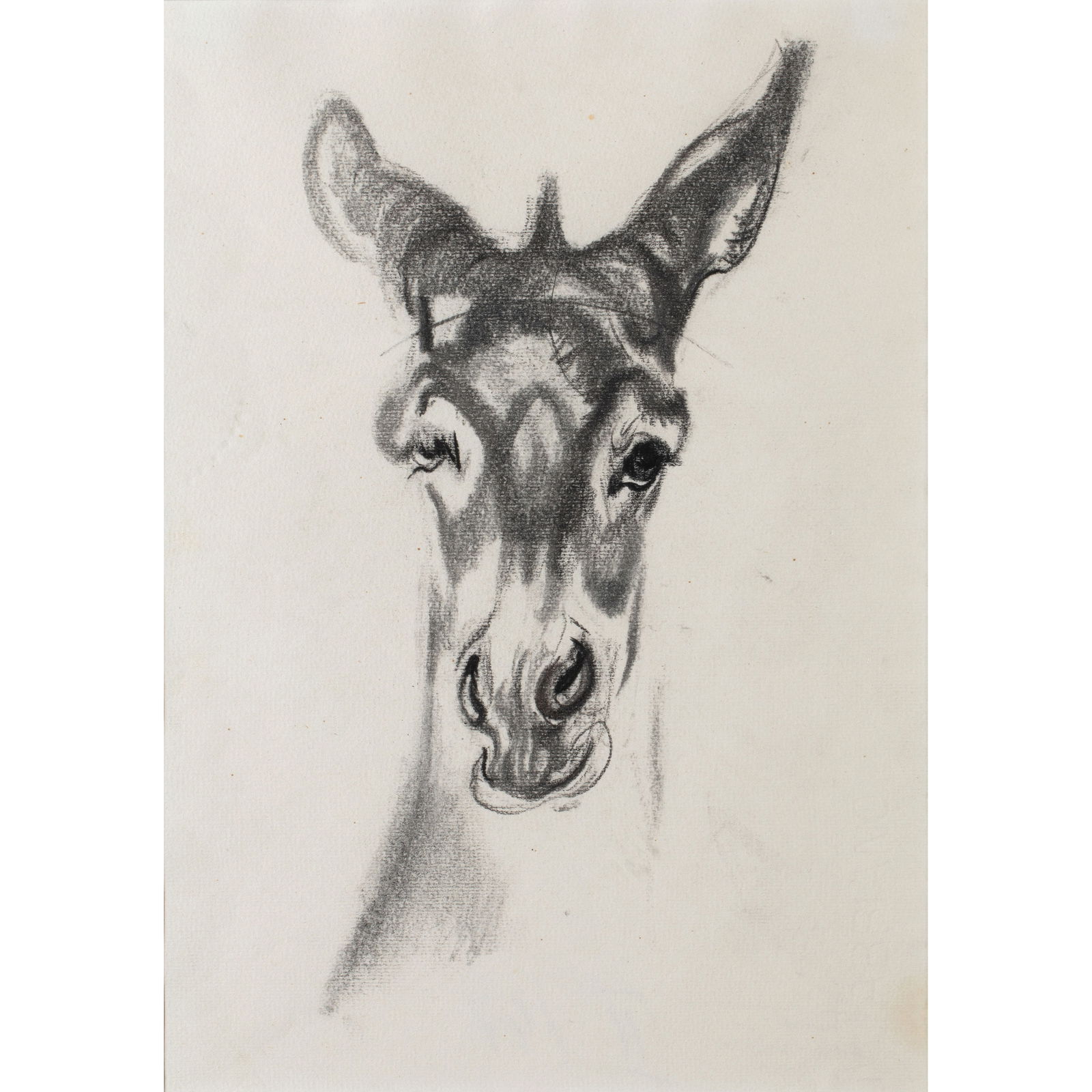Ludwig Heinrich Jungnickel (1881-1965), Untitled: Jungnickel, Ludwig Heinrich Charcoal drawing. Head of a donkey. 29.5 x 21 cm. Framed behind glass in a mount and inscribed accordingly. Provenance: Estate of industrialist and Olympic dressage champio