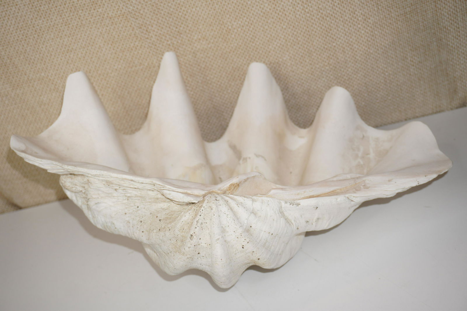 GIANT NATURAL CLAM SHELL (1 of 3)
