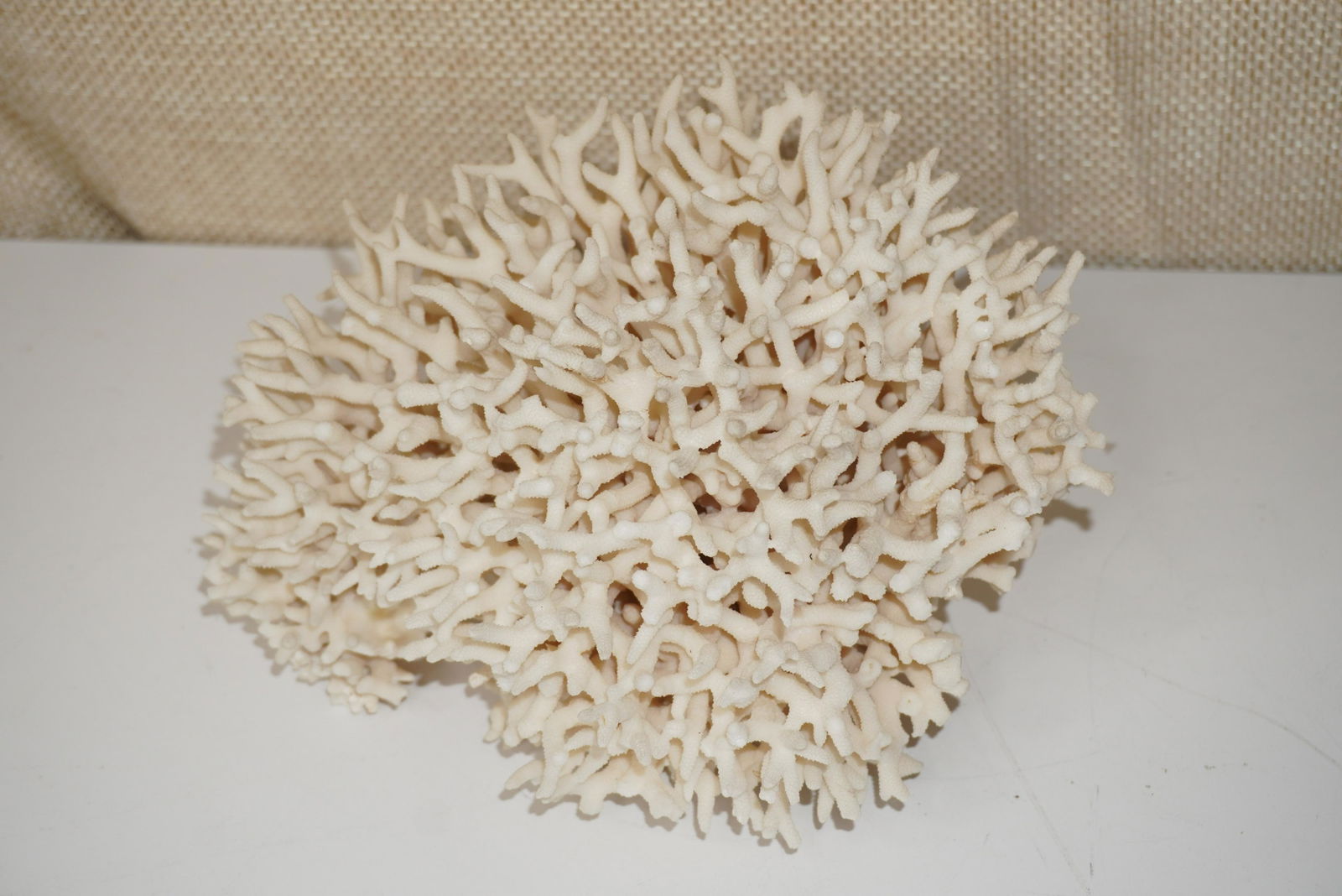 NATURAL WHITE CORAL CLUSTER (1 of 2)