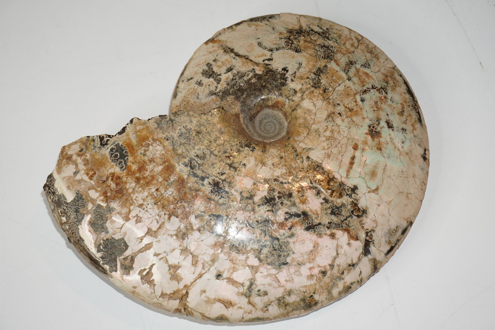 Ammonite Fossil With RED Opalization (1 of 2)