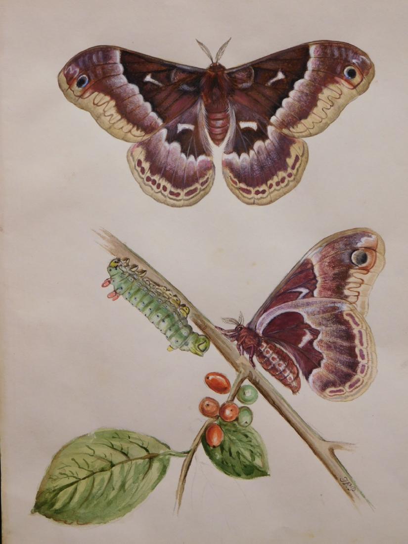 Titian Ramsay Peale: Callosamia Promethea: Titian Ramsay Peale (American 1799-1885)Attributed: Callosamia Promethea (promethea silkmoth) watercolor on paper with graphite indications signed by initials TRP lower right. Good aged condition: yel