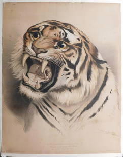 Emile Lasalle After Eugene Verboeckhoven: Le Tigre: Emile Lasalle After Eugene Verboeckhoven ( Belgian, 1799-1881): Le Tigre, lithograph, signed on plate. Published by E. Gambart, Juning & Co. c. Mid 17th Century. Unframed. 26 x 20 inches paper.